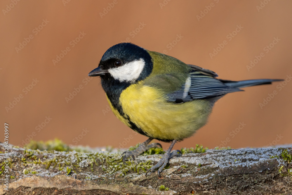 great tit parus major on frosty moss great tit parus major on frosty moss