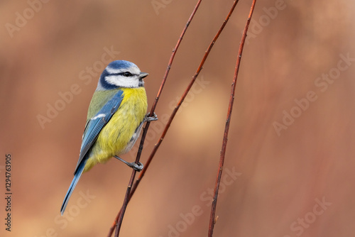 blue tit on a dry stem