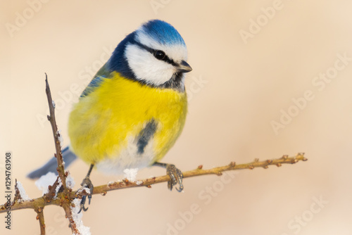 blue tit on snowy branch