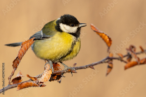 great tit parus major on a branch