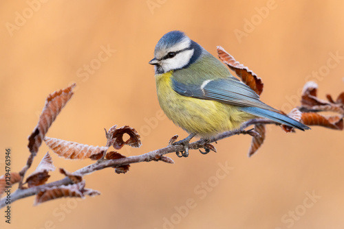 blue tit on branch with dry leaves