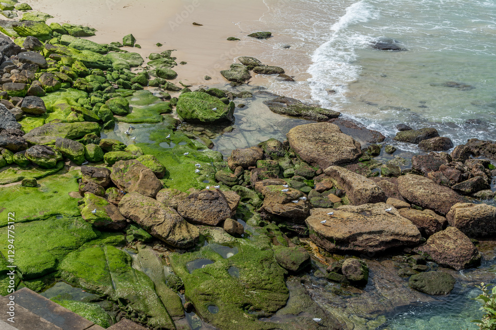 Fototapeta premium Moss on rocks at sea