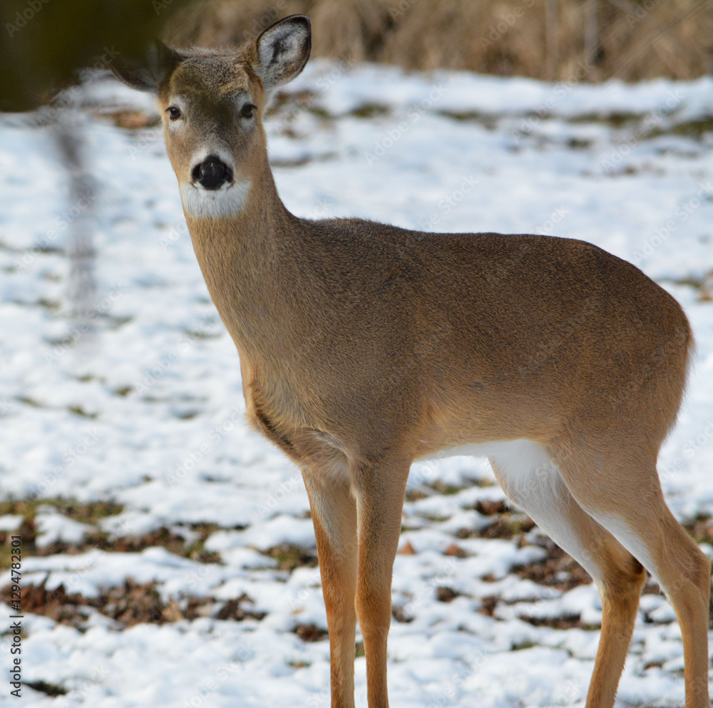 Hungry and curious deer coming up for a snack.
