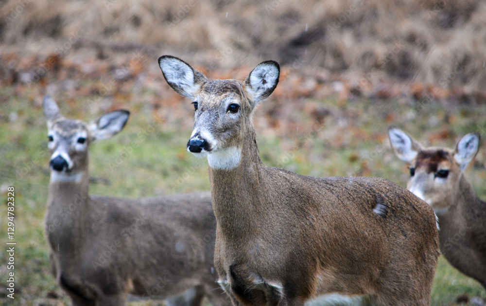 Hungry and curious deer coming up for a snack.