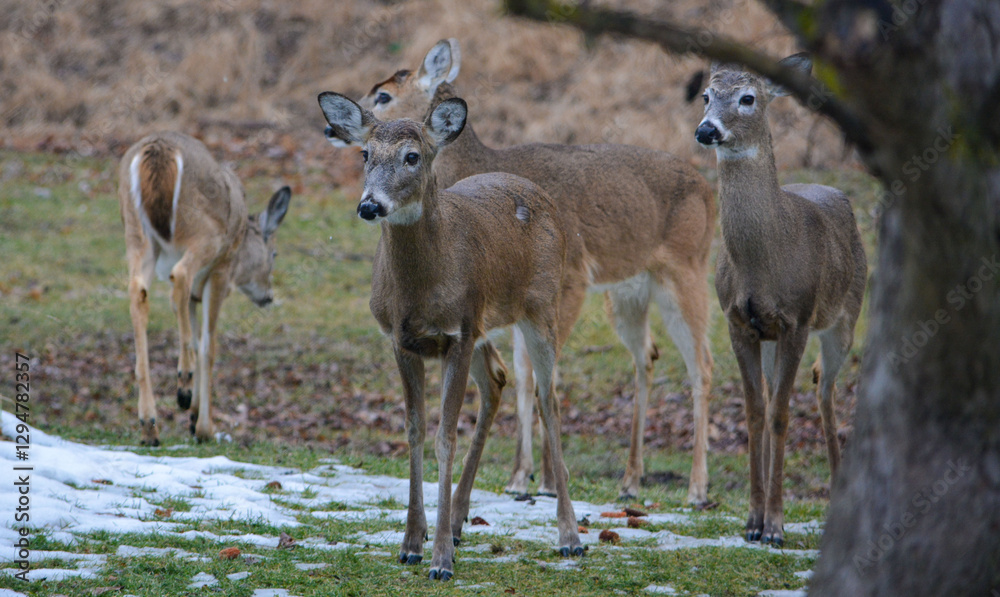 Hungry and curious deer coming up for a snack. Hungry and curious deer coming up for a snack.