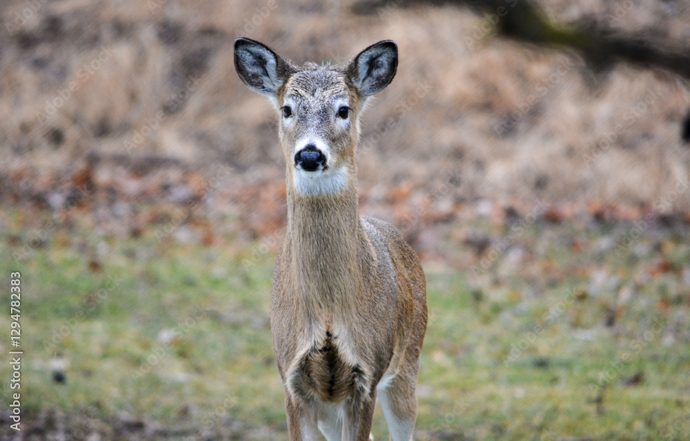Hungry and curious deer coming up for a snack.