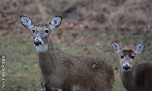 Hungry and curious deer coming up for a snack.