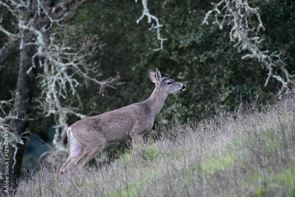 Obraz premium deer grazing in the tall green spring grass on a mountain top meadow