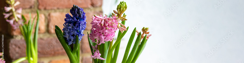 Fototapeta premium Banner. Spring floral home decor, cozy atmosphere. Bright fresh purple and pink bulbous hyacinth flowers on wooden windowsill. Springtime gardening concept. Sustainable lifestyle, earth day
