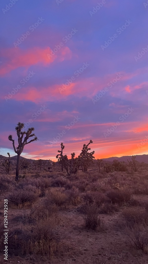 Sunset at Joshua Tree National Park, California