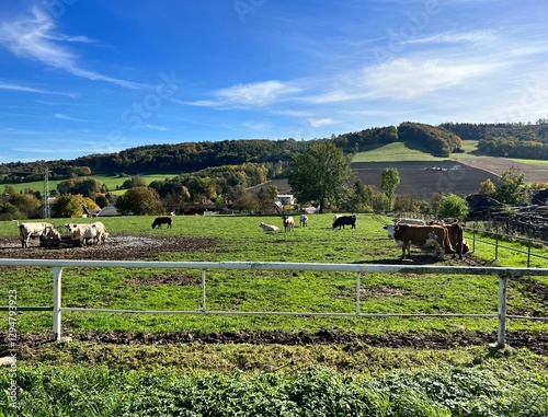 agricultural landscape with a herd of cows behind a fence photo