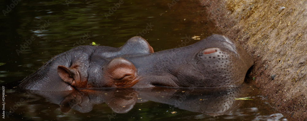 Fototapeta premium hippopotamus in water