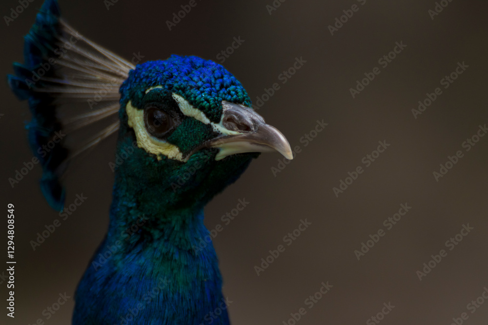Obraz premium peacock with feathers