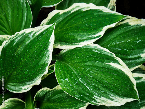 Large and beautiful hosta leaves, the edges of the leaves are framed in white, water droplets sparkle on the leaves after a recent rain, beautiful natural texture