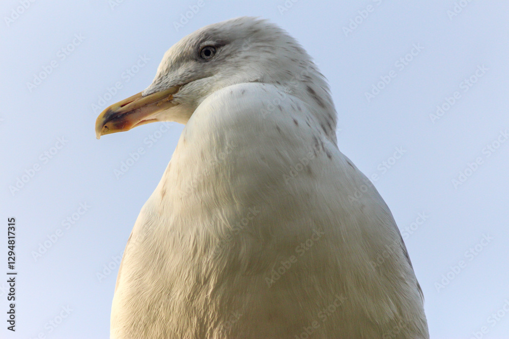 Yellow-Legged Gull, The Majesty of the Mediterranean Skies Yellow-Legged Gull, The Majesty of the Mediterranean Skies