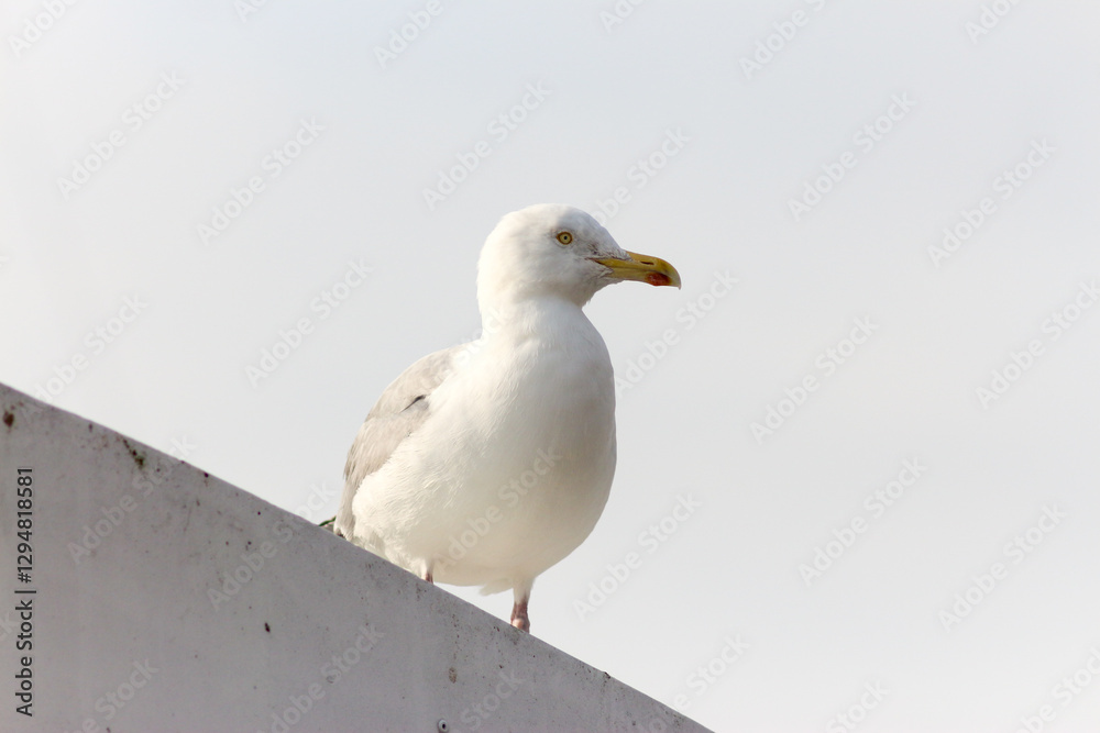 Yellow-Legged Gull, The Majesty of the Mediterranean Skies Yellow-Legged Gull, The Majesty of the Mediterranean Skies