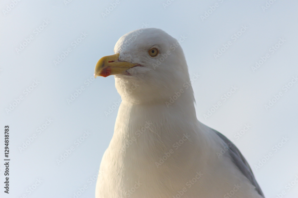 Yellow-Legged Gull, The Majesty of the Mediterranean Skies Yellow-Legged Gull, The Majesty of the Mediterranean Skies