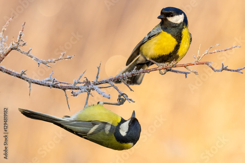 great tit parus major on a frosty branch 