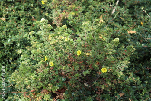 Yellow flowers on the bush Damian/Turnera diffusa
