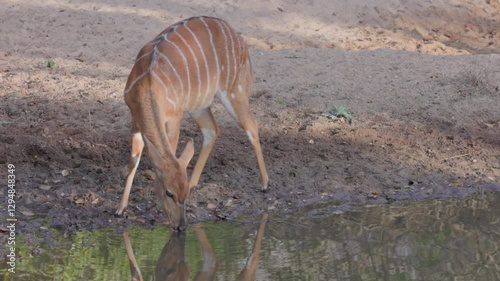 a close shot of a female nyala antelope drinking at a waterhole of kruger national park in south africa