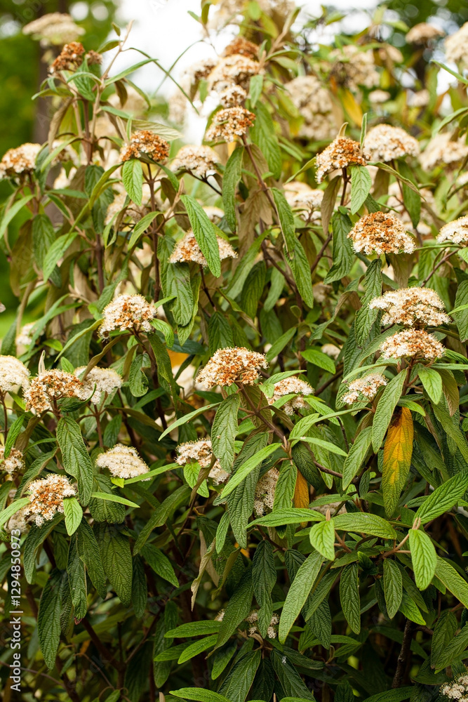 Viburnum rhytidophyllum, commonly known as leatherleaf viburnum, is a flowering plant species within the Viburnaceae family. Viburnum rhytidophyllum, commonly known as leatherleaf viburnum, is a flowering plant species within the Viburnaceae family.