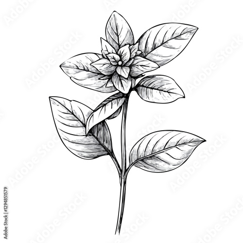Basil flower minimalist 2D vector graphic illustration sketch on a white background.

