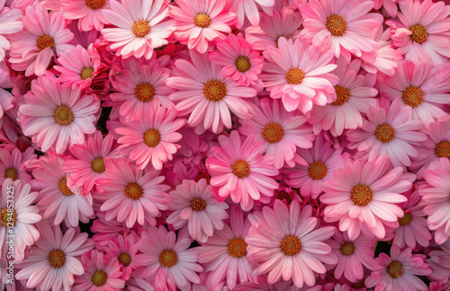 A vibrant display of pink daisies, creating a cheerful and lively floral arrangement.