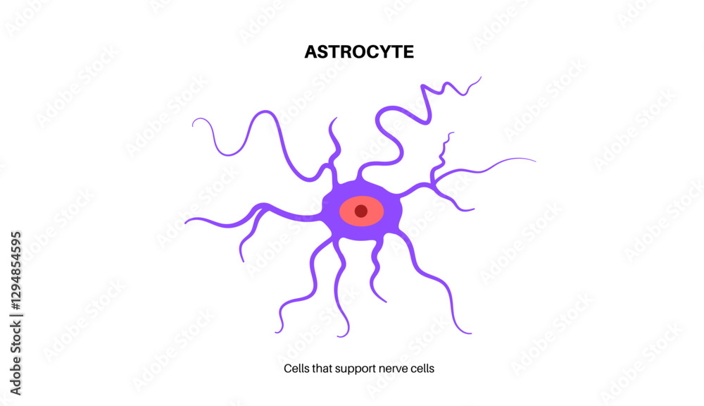 Obraz premium Astrocyte star cells
