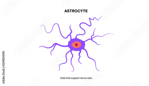 Astrocyte star cells