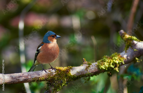 Curious and friendly Robin enjoying winter sun 2