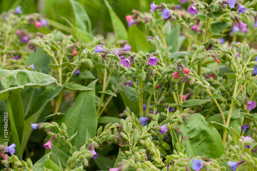 Pulmonaria Mollissima a perennial herb, bloom in the springtime woods