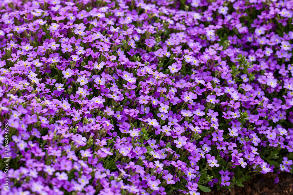 Naklejka premium Aubrieta, an adornment of the summer garden in the rock garden.