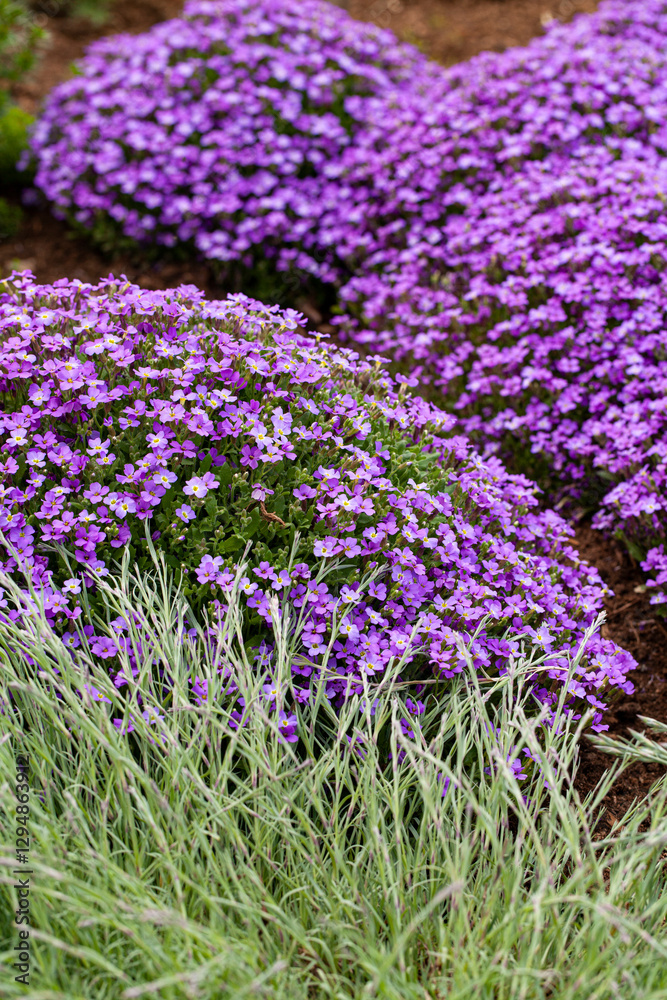 Aubrieta, an adornment of the summer garden in the rock garden. Aubrieta, an adornment of the summer garden in the rock garden.