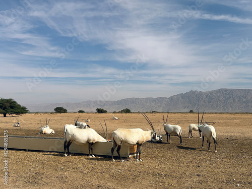 A herd of scimitar oryx (Oryx dammah) in the Yotvata Hai-Bar Nature Reserve
