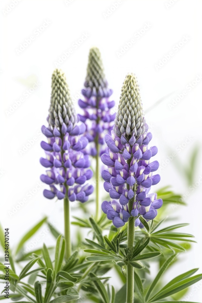 Fototapeta premium Beautiful colorful flowers in Spring.