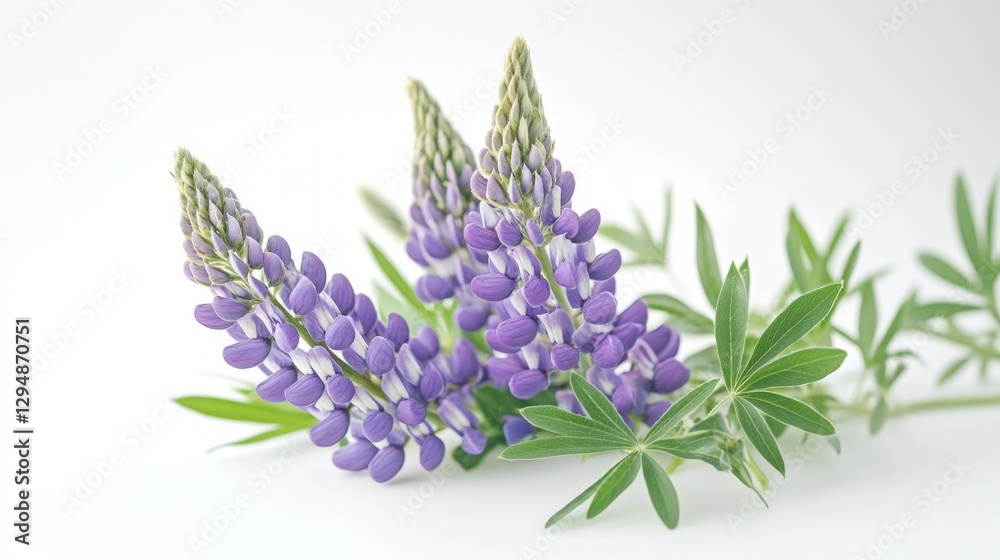 Fototapeta premium Beautiful colorful flowers in Spring.