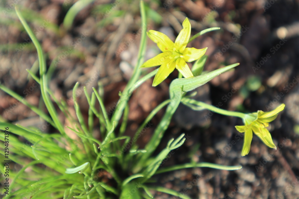 Yellow flowers of green grass growing from brown earth Yellow flowers of green grass growing from brown earth
