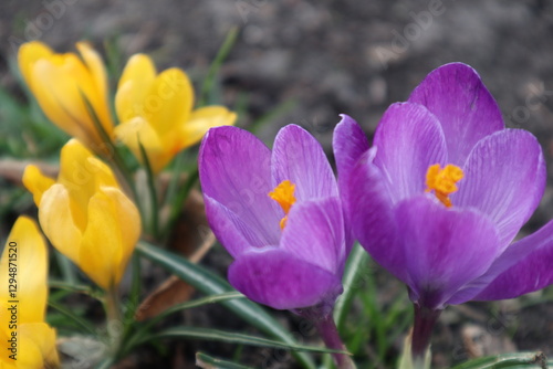 Yellow and purple flowers of green grass growing from brown earth