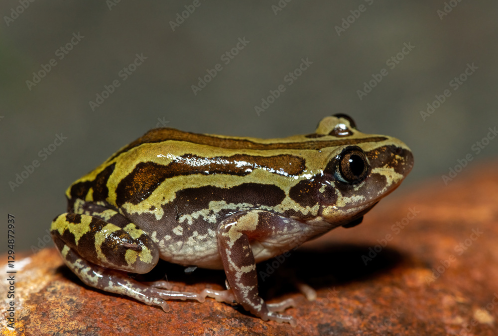 A cute Bubbling Kassina, also known as a Senegal running frog (Kassina senegalensis), in the wild A cute Bubbling Kassina, also known as a Senegal running frog (Kassina senegalensis), in the wild