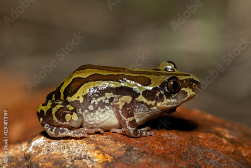 A cute Bubbling Kassina, also known as a Senegal running frog (Kassina senegalensis), in the wild