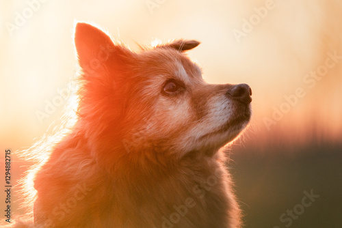 Happy dog running on green grass during golden hour with tail wagging and joyful expression.