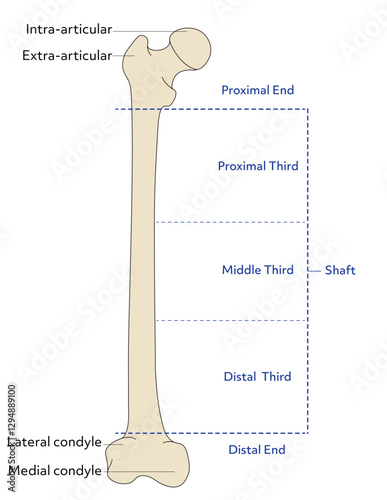 Anatomy of a Bone