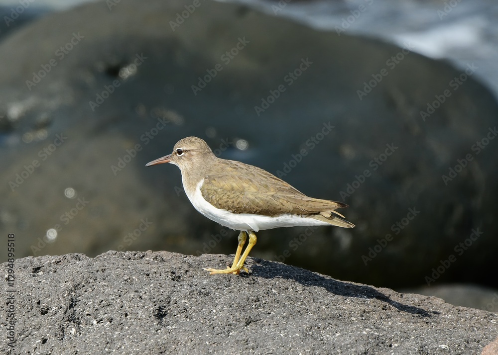 Common Sandpiper see in Veracruz Mexico