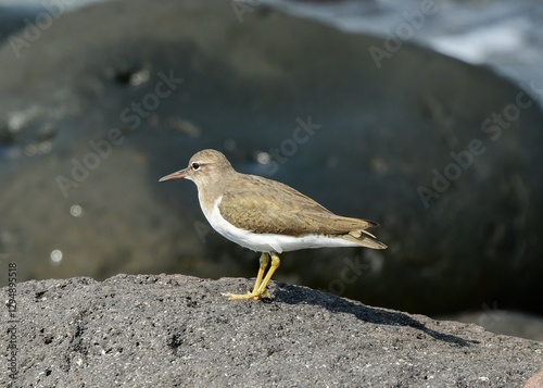 Obraz na płótnie Common Sandpiper see in Veracruz Mexico w salonie