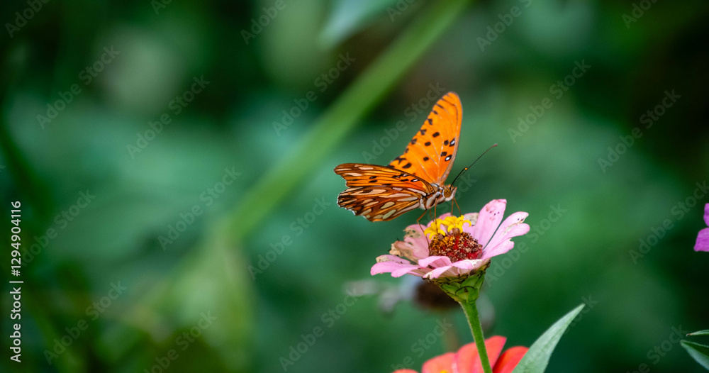 Obraz premium butterfly on flower