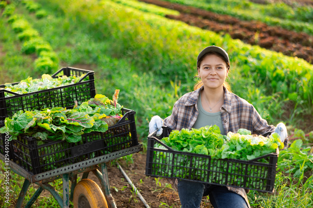 Fototapeta premium Hired female worker carries plastic box with harvest of lettuce salad