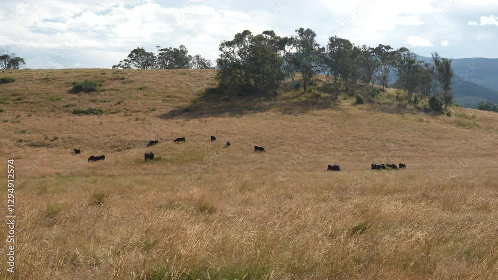 Close up of Angus and Murray Grey Cows eating long pasture in Australia	
