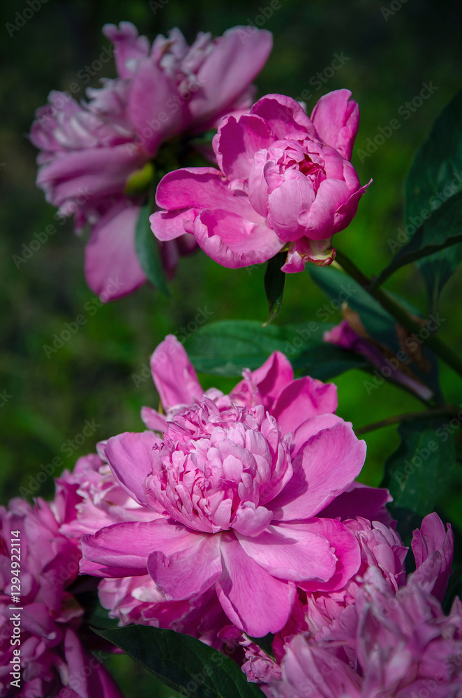 Double peony illuminated by the sun, blooming in the garden. Double peony illuminated by the sun, blooming in the garden.