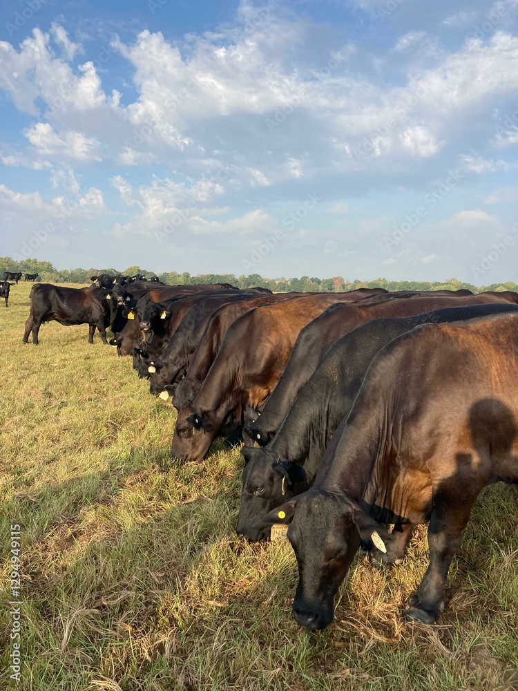 CATTLE ANGUS BLACK LIVESTOCK AT FARM EATING TEXAS BEAUTIFUL AESTHETIC CATTLE ANGUS BLACK LIVESTOCK AT FARM EATING TEXAS BEAUTIFUL AESTHETIC