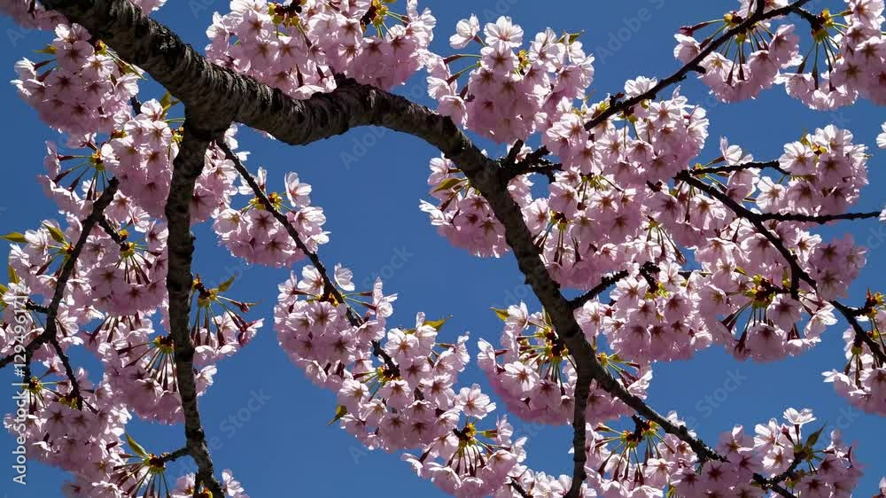 Upward angle captures cherry blossoms against a clear blue sky, evoking a serene, natural video scene with vibrant colors and tranquil beauty. Upward angle captures cherry blossoms against a clear blue sky, evoking a serene, natural video scene with vibrant colors and tranquil beauty.